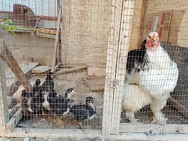 жожо брама: Продаю | Куры, Цыплята | Брама | Для разведения — 2