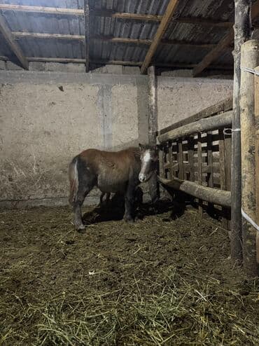 домашние птицы: Продаю | Жеребенок | Для разведения — 4