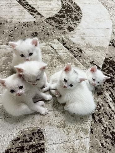 Белые котята Ищем добрые руки для двоих котят. Им по 2 месяца. К