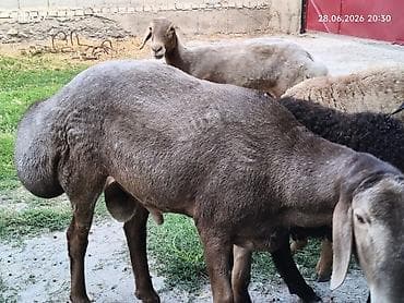 гиссар кой: Продаю | Баран (самец) | Гиссарская | Для разведения — 7