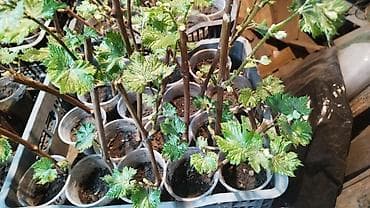 виноград корейский купить: Саженцы винограда. Пино, каберне, мускат, ркацетелли. годовалые — 2