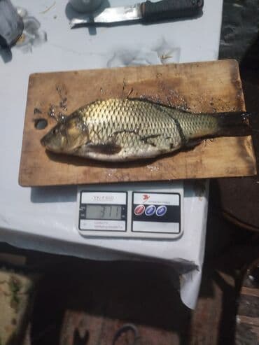 карп оптом: Рыба, вылов местный. На фото — карп/(чешуйчатый и зеркальный), каждый — 4