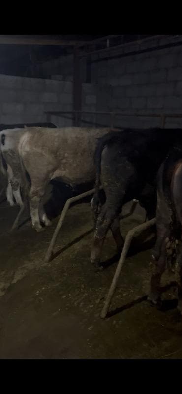 маленькие бычки: Продаю | Бык (самец) | На откорм | Привязанные — 1