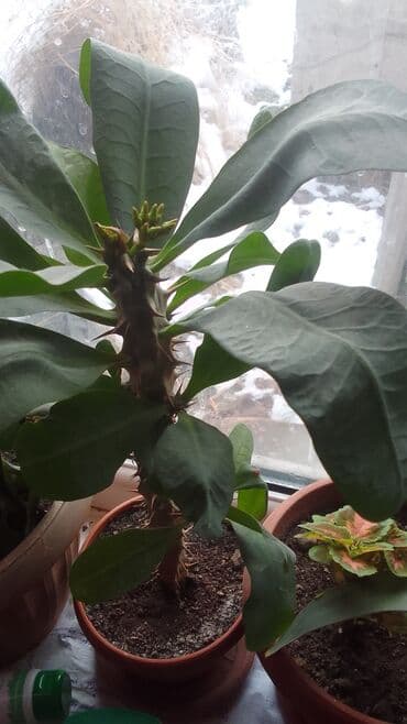 Молачай 350с кызыл гулдойт. гулдойун деп калды