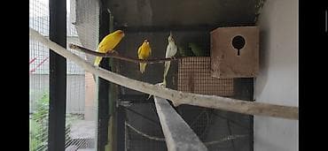 фазан бишкек: АКЦИЯ Продается рабочая пара) новозеландских папугайев ( какарики ) — 4