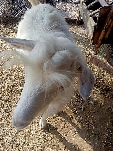 теке козел: Продаю | Коза (самка) | Для разведения — 1