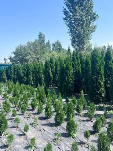 1Туя смаракта 2Можжевельник блюэроу 3Самшит вечно зеленый Есть в at lalafo.kg 1Туя смаракта 2Можжевельник блюэроу 3Самшит вечно зеленый Есть в
