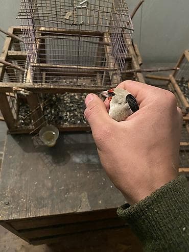 деревяные ящики: Индивидуальные изделия под заказ клетки для пичи птиц из дерева из — 9