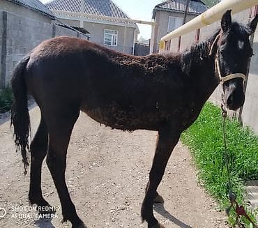 куплю коня: Продаю | Жеребец | Рабочий — 2