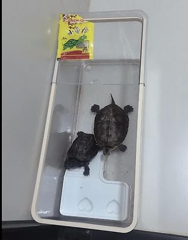 для рыб: 🐢 Идеальный аквариум для водных черепах и рыб! Создайте комфортный и — 3