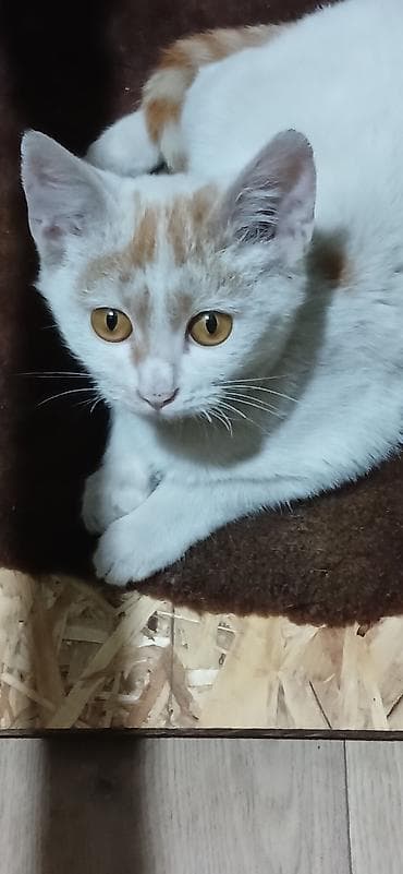 кошка жалал абад: Ищут дом два маленьких комочка. Мальчики.Возраст 3 м.Очень ласковые и — 3