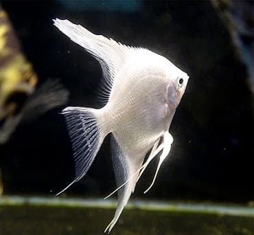 клариевый сом: Скалярия белая (Pterophyllum scalare), декоративная пресноводная рыба — 2