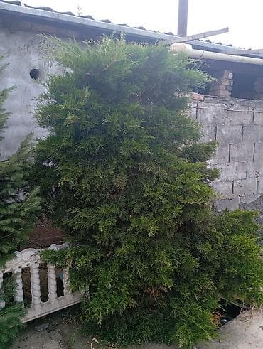 Туя западная (Thuja occidentalis), вечнозеленое хвойное дерево
