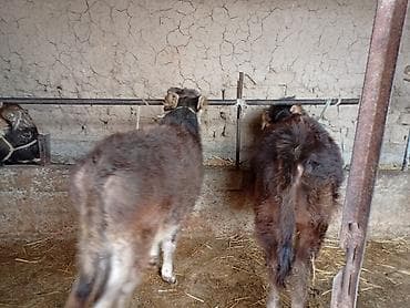 косная мука: Продаю | Музоо, торпок | На откорм | Привязанные — 3