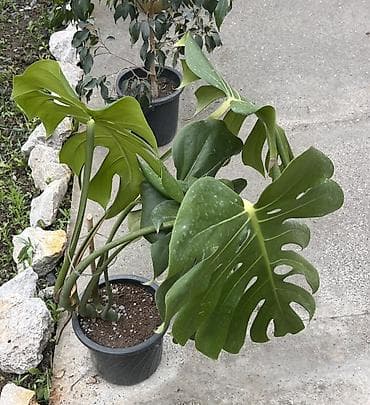 стеллаж для цветов: Комнатные растения в горшках: 1) Фикус Бенджамина вариегатный (Ficus — 5