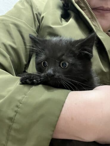 корм для кошек и котят: Котята, 2мес. Здоровые, активные, обработаны от паразитов, в лоток — 7