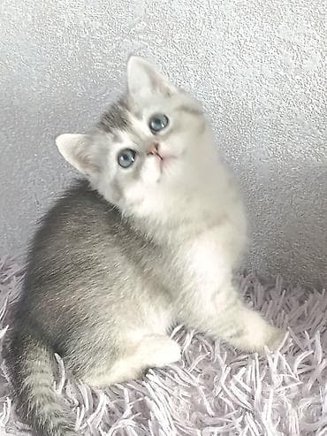 котята сибирской кошки: Скотиш Страйт (Шотландская прямоухая), 1 месяц, Девочка, Серебристая шиншилла, Приучена к лотку, Проглистована — 4