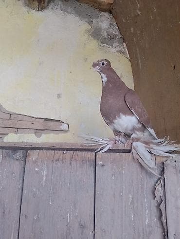 утки с утятами: Молодой не известно пол голубь или голубка на игру — 1