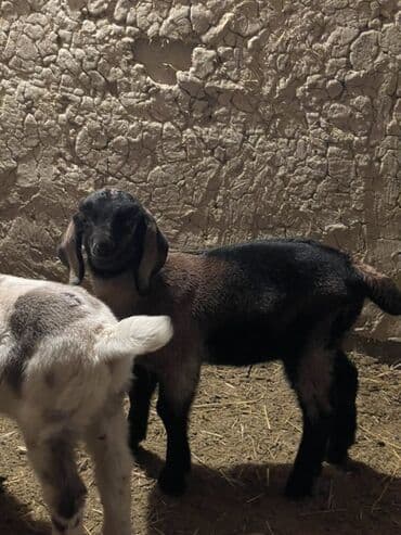 дом животных: Продаю | Козлёнок | Для разведения — 2