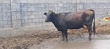 для животных: Продаю | Корова (самка) | Для молока | После отела — 1