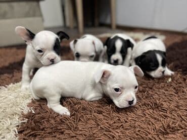 сколько стоит бульдог: Добрый день! Дамы и господа! Вашему вниманию предлагаются элитные — 5