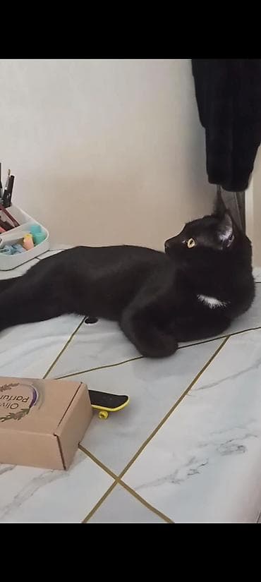 Кошка даром: Беспородная, 6 месяцев, Мальчик, Приучена к лотку, Проглистована