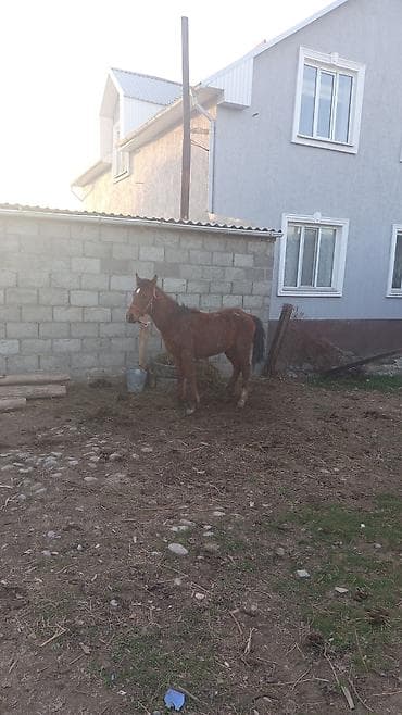 жылкынын майы: Сатам | Тай | Жумушка — 1