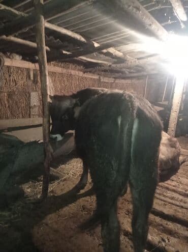 каровы: Продаю | Бык (самец) | Швицкая | На откорм — 9