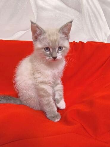 отдам в добрые руки: Сибирь, 1 айлык, Эркек, Лотокко барууга үйрөтүлгөн — 2