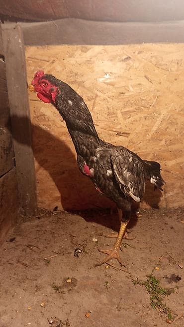 чистка курей: Продаю | Петух | Бойцовая | Для разведения — 2