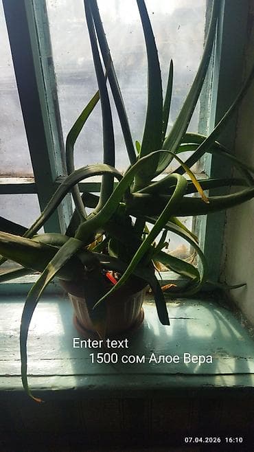 хвойные растения: Пеларгония (герань) — 4