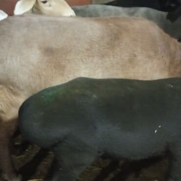 продажа французских бульдогов: Продаю | Овца (самка), Ягненок, Баран (самец) | Гиссарская, Полукровка, Меринос | На забой, Для разведения, Для шерсти | Племенные, Котные, Кастрированные — 4