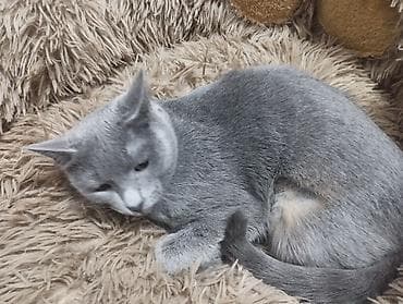 Вязка кошек: Кошка даром: Русская голубая, Девочка, Приучена к лотку — 1