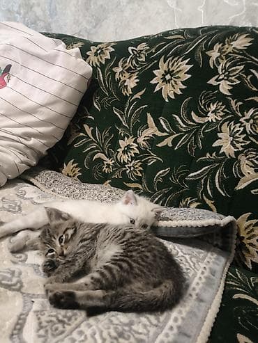 Вязка кошек: Котята ОТДАМ БЕСПЛАТНО В ХОРОШИЕ РУКИ Помёт из трёх малышей: два — 2