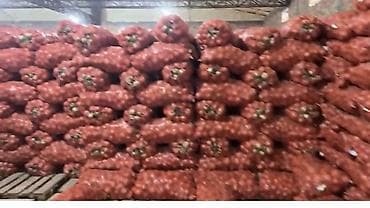 Мөмө-жемиштер: Пияз Дүңүнөн — 1