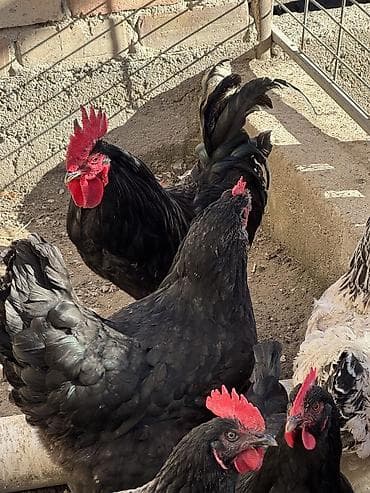 джерси: Продаю | Куры | Домашняя | Для разведения — 2