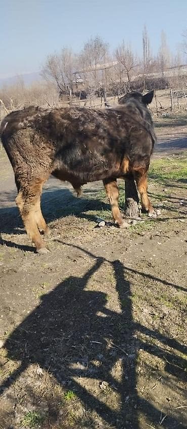 продаю коров: Продаю | Бык (самец) | Швицкая | На откорм, На забой — 3