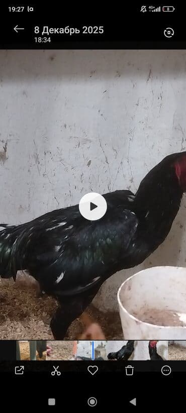 амстафф щенок цена: Продаю | Петух | Бойцовая | Для разведения — 2