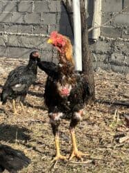 купить американского бульдога: Сатам | Короздор | Тебиштирүүчү | Көбөйтүү үчүн — 1