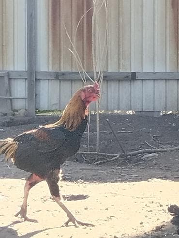 дакан бойцовый: Продаю | Петух | Бойцовая | Для разведения — 2