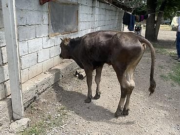 роман кой: Продаю | Бык (самец) | На откорм — 4