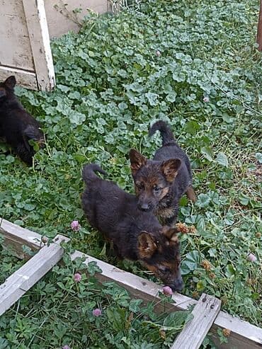собаки охотничие: Немецкая овчарка, 2 месяца, Самец, С родословной — 8