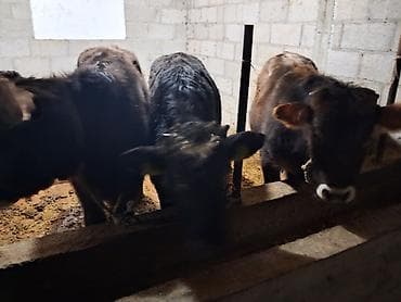 чёрный ящик: Продаю | Бык (самец) | Полукровка | На откорм | Привязанные — 7