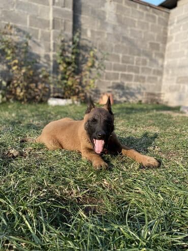 щенки ротвейлера бишкек: В продаже: щенок бельгийской овчарки (малинуа). Описание: - Два — 3