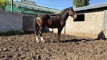 пони конь: Продаётся лошадьАйгыр отлично 👍🏻 держит косяк дает отличных — 1