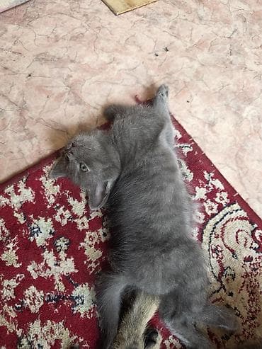 котята сфинкс: Отдам в хорошие руки Котята, помёт домашний. Несколько малышей разной — 6