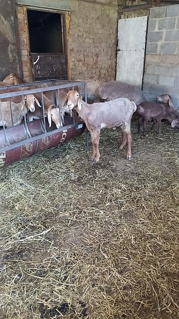 где купить черепаху: Продаю | Овца (самка) | Для разведения | Матка — 1