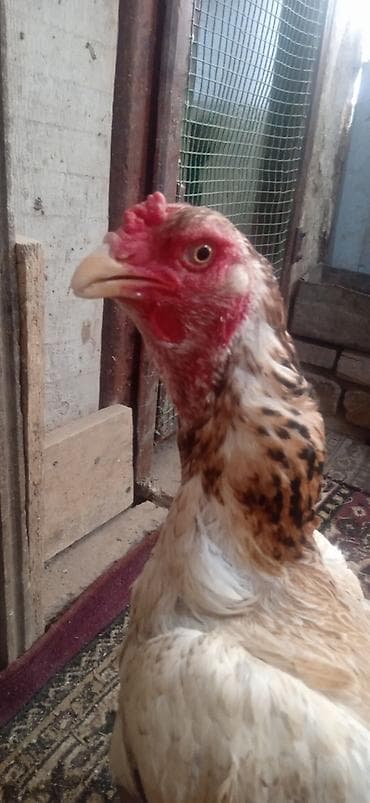 обмен на дакан: Дакан жожо мекиш сатылат мекиш тукумда вес 3,500 баасы 3200 сом ками — 4