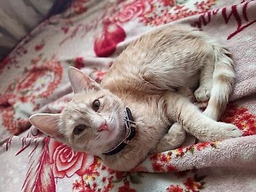 Кошка даром: Беспородная, 5 месяцев, Девочка, Приучена к лотку, Проглистована