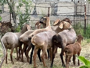 кавалер кинг чарльз спаниель: Продаю | Овца (самка), Ягненок | Гиссарская, Эдильбаевская, Арашан | Для разведения | Племенные, Ярка — 1